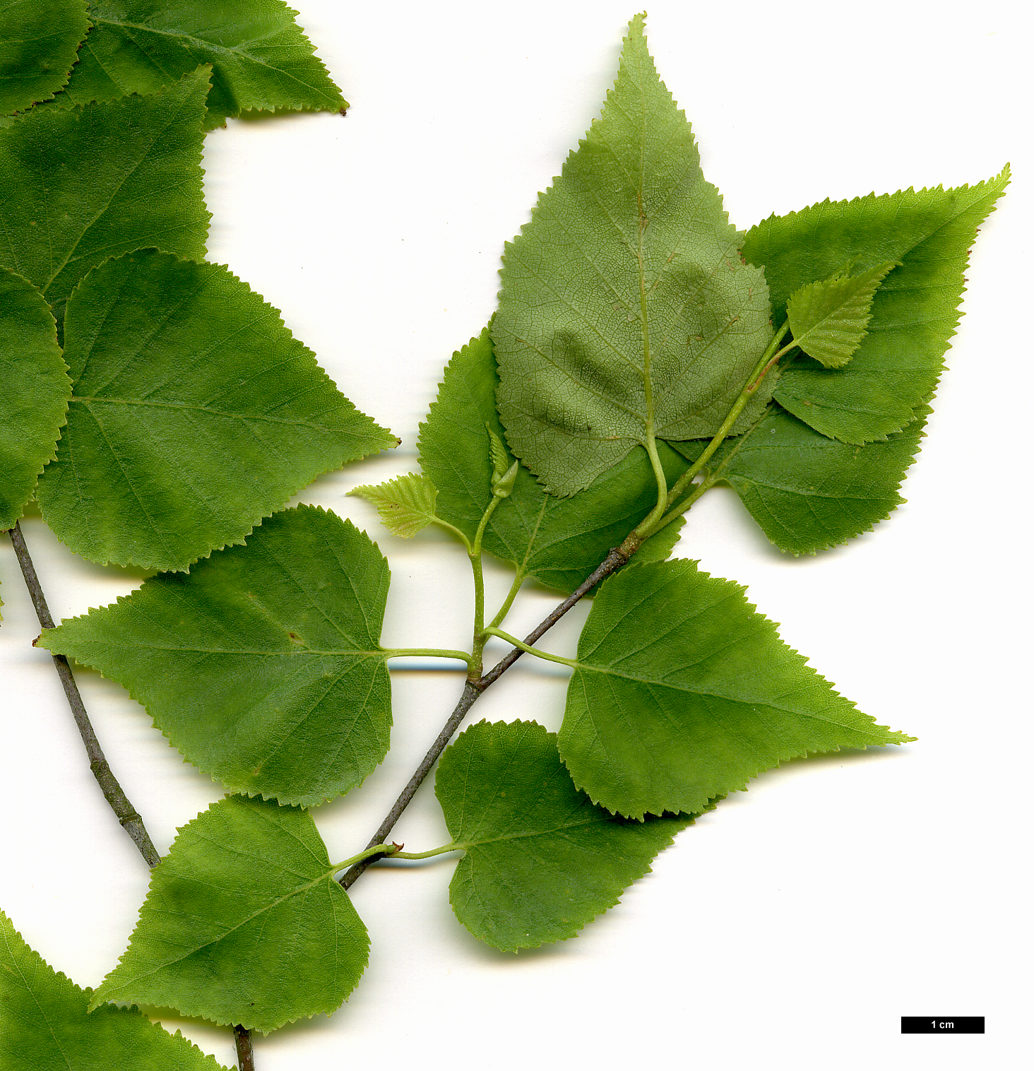 High resolution image: Family: Betulaceae - Genus: Betula - Taxon: pendula - SpeciesSub: subsp. mandshurica